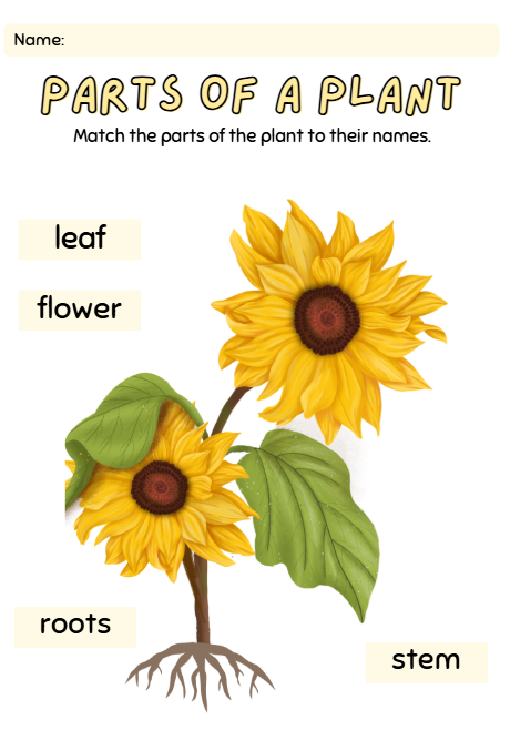 Parts of Plant